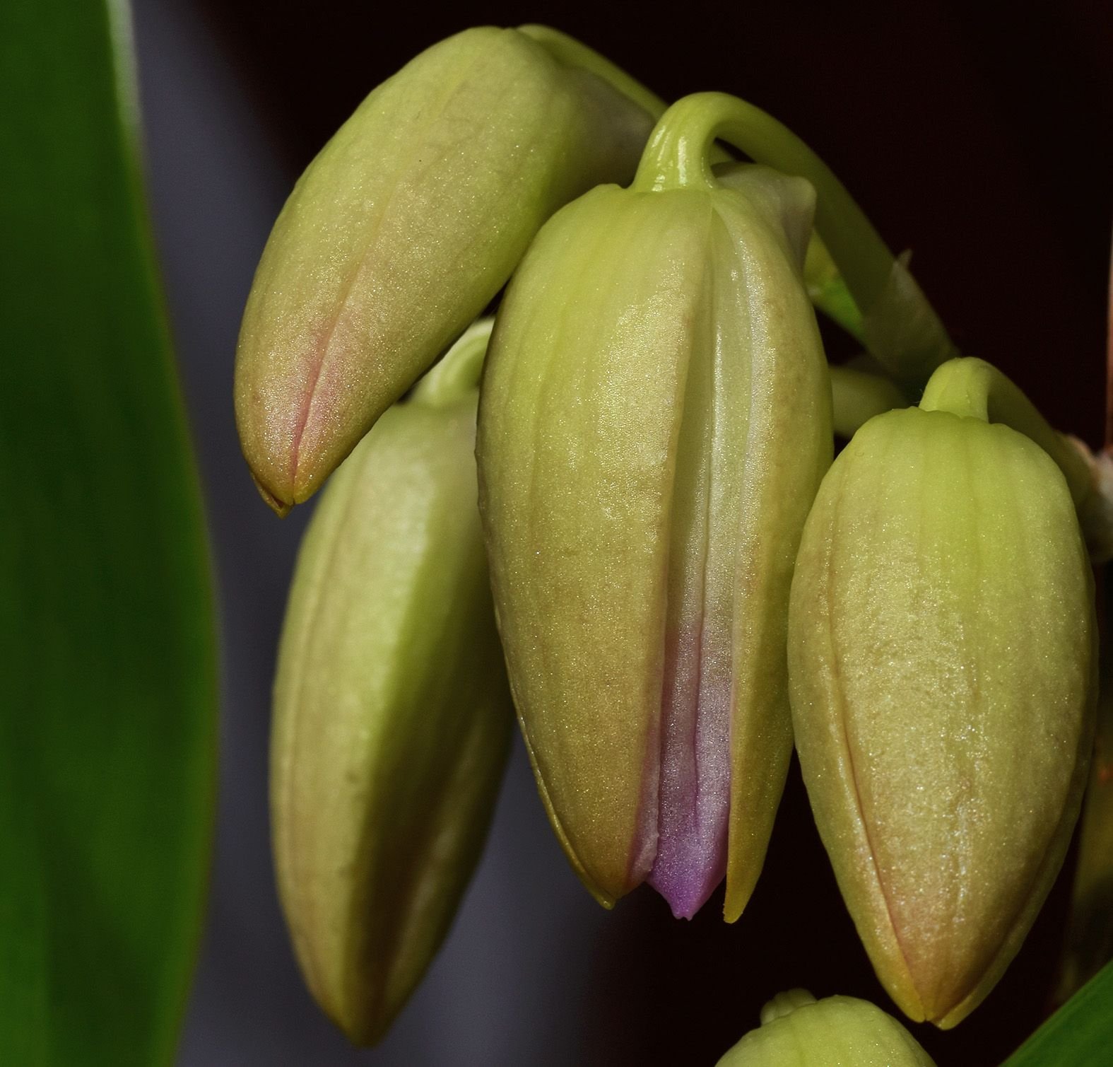 dendrobium nobile spring dream kumiko bud 1.jpg