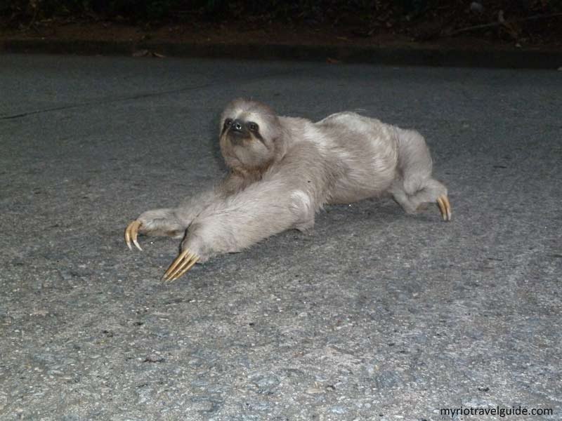 Three-toed-sloth-crossing-the-road-up-to-Christ-the-Redeemer-statue-in-Rio.jpg