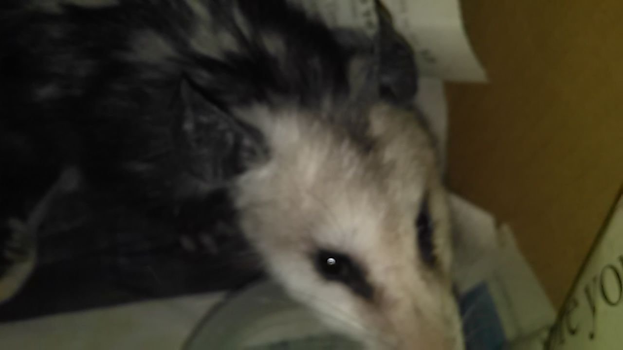 possum2.jpg