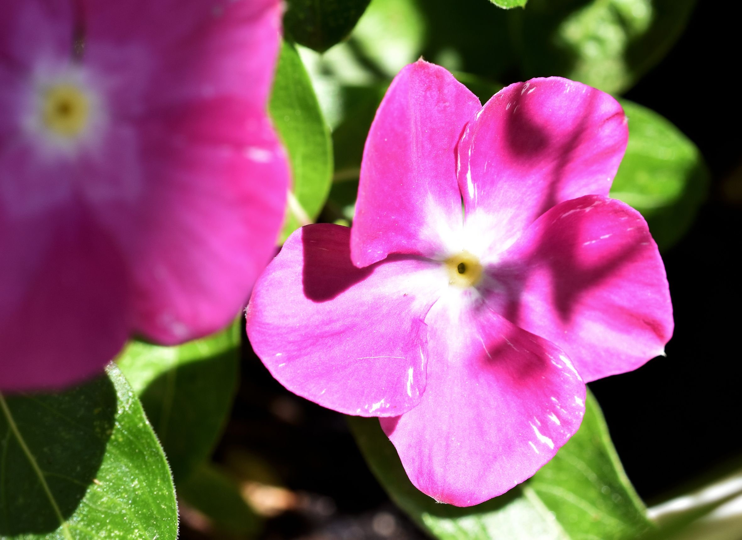 periwinkle dark pink.jpg