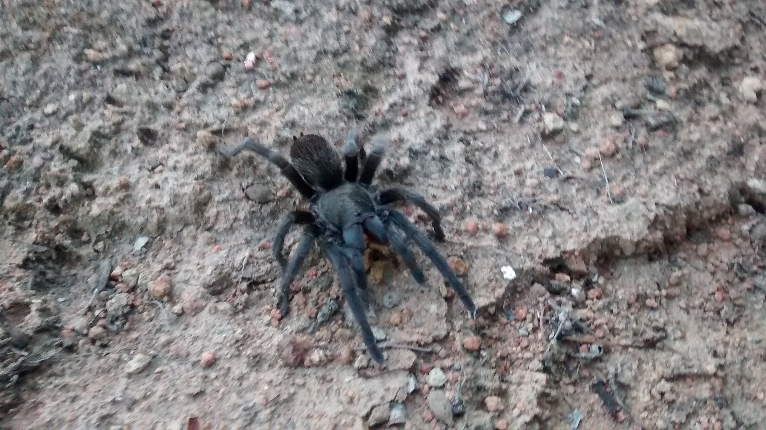 Tarantula in the yard...