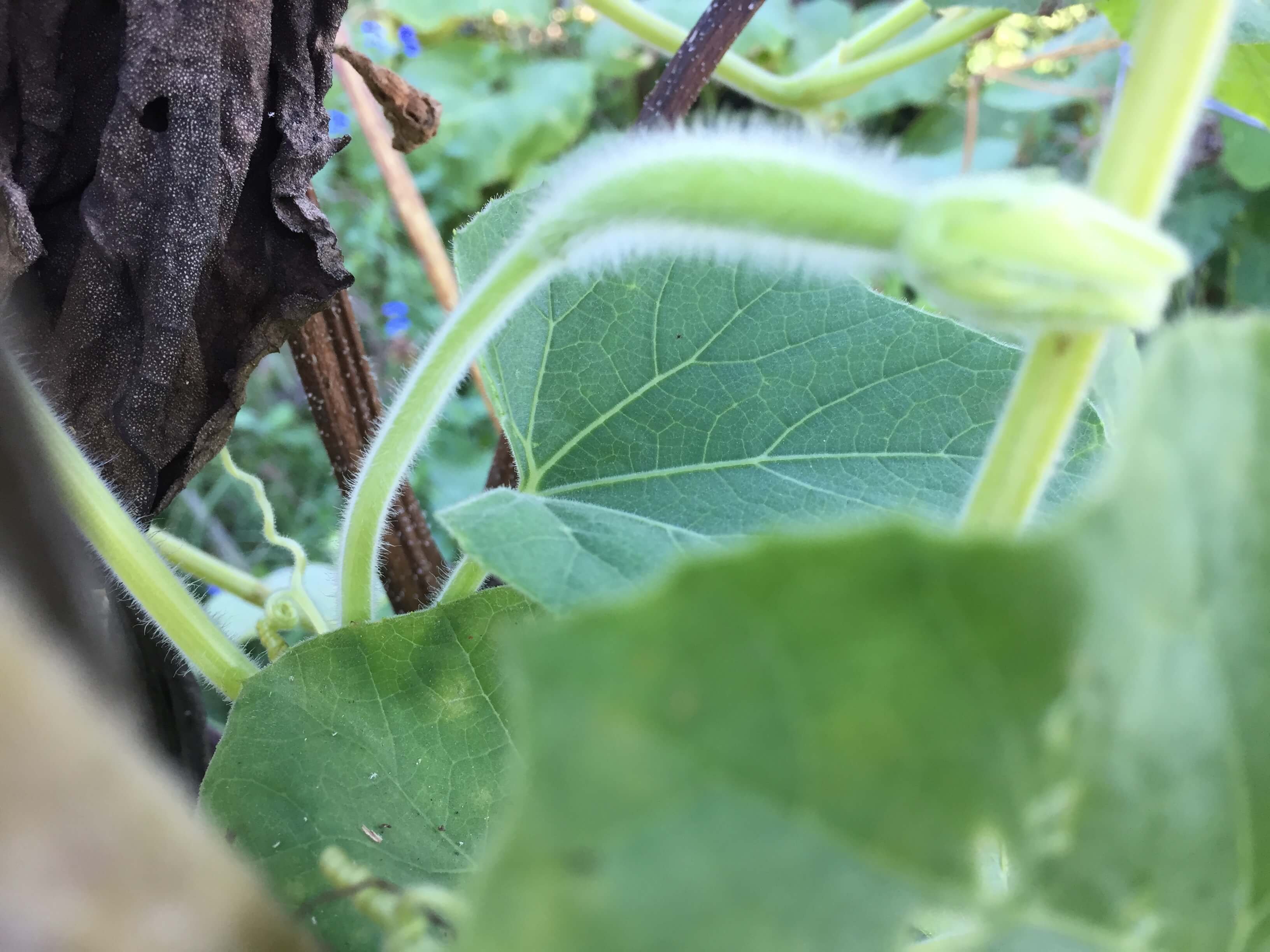 baby squash.JPG