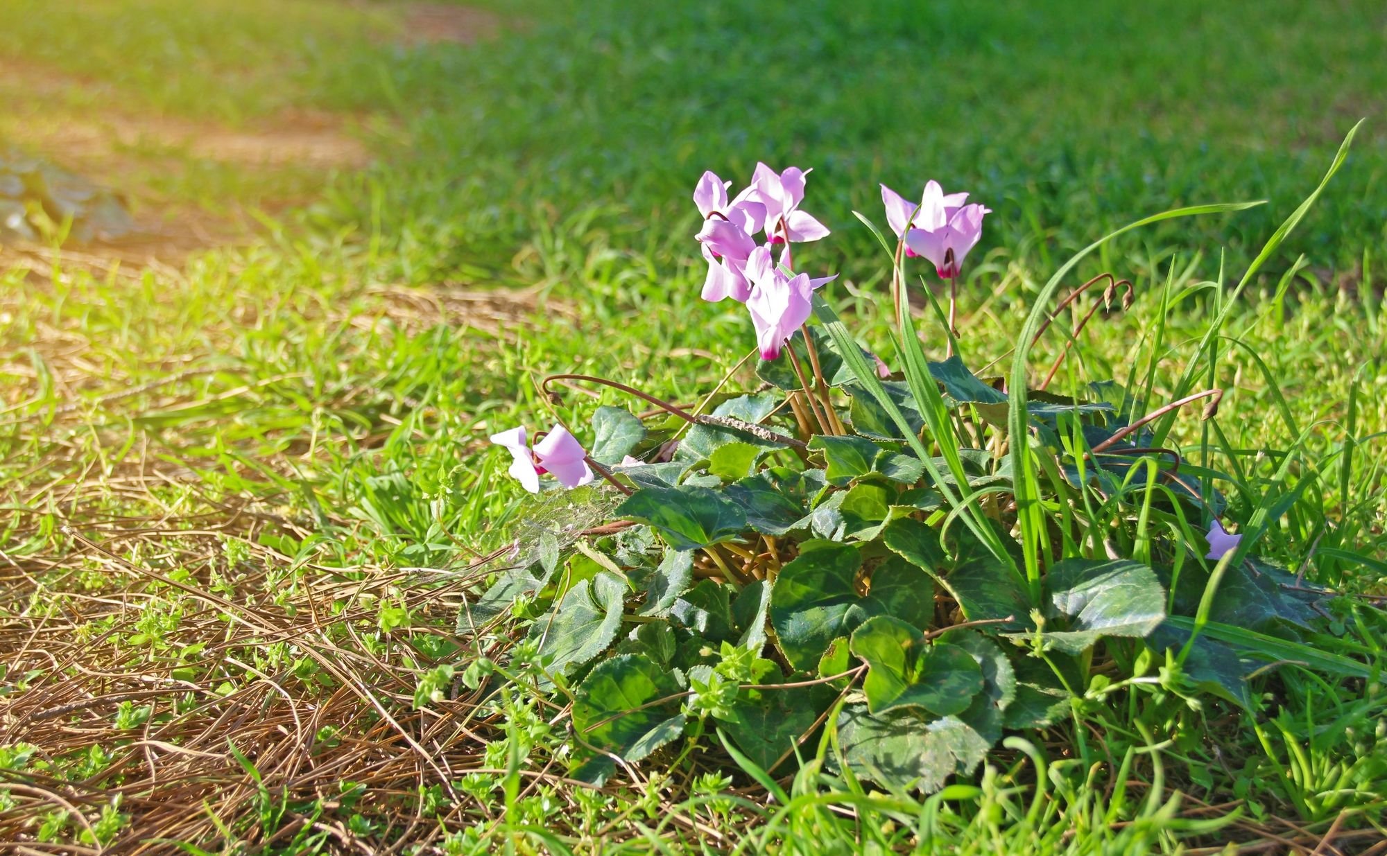 Cyclamen