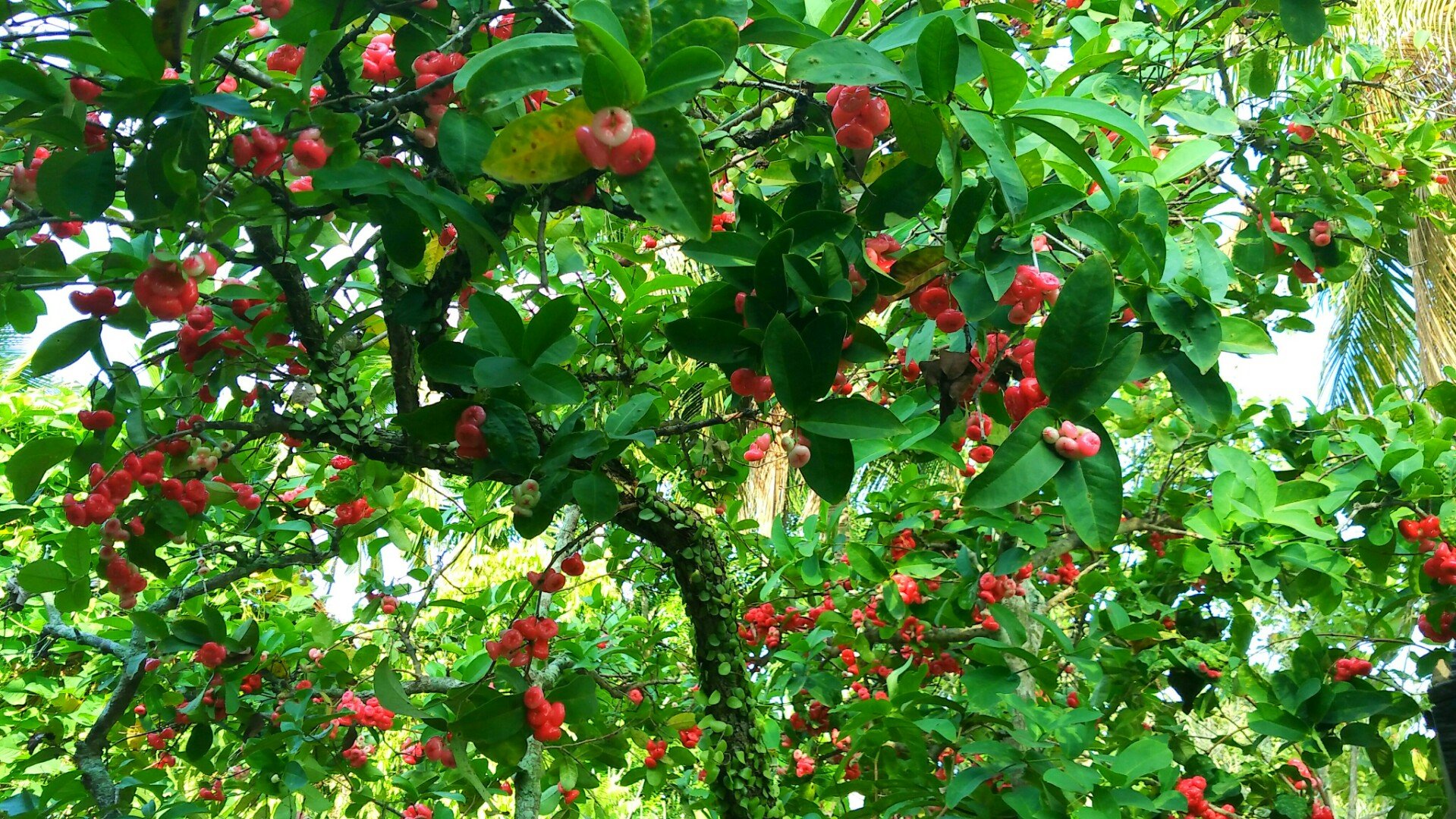 Si mungil Jambu Kancing Merah 