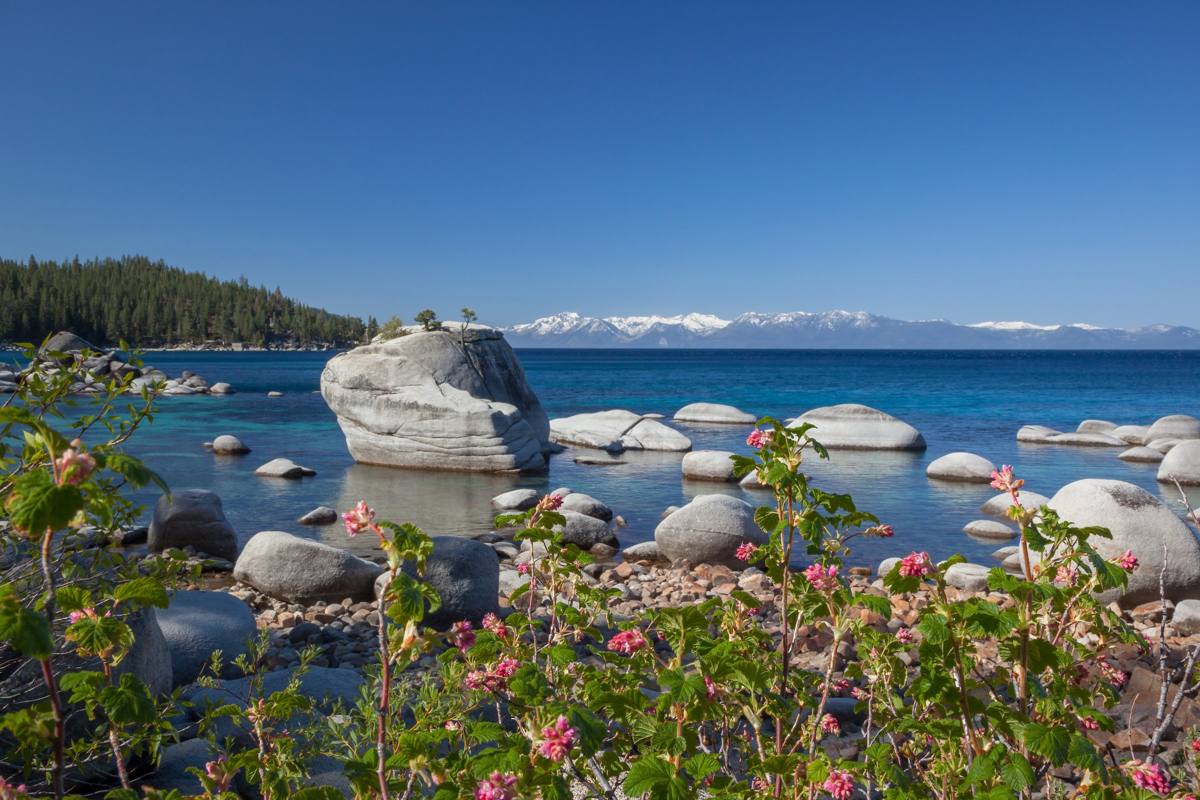 Wildflowers at Bonsai Rock 1.jpg