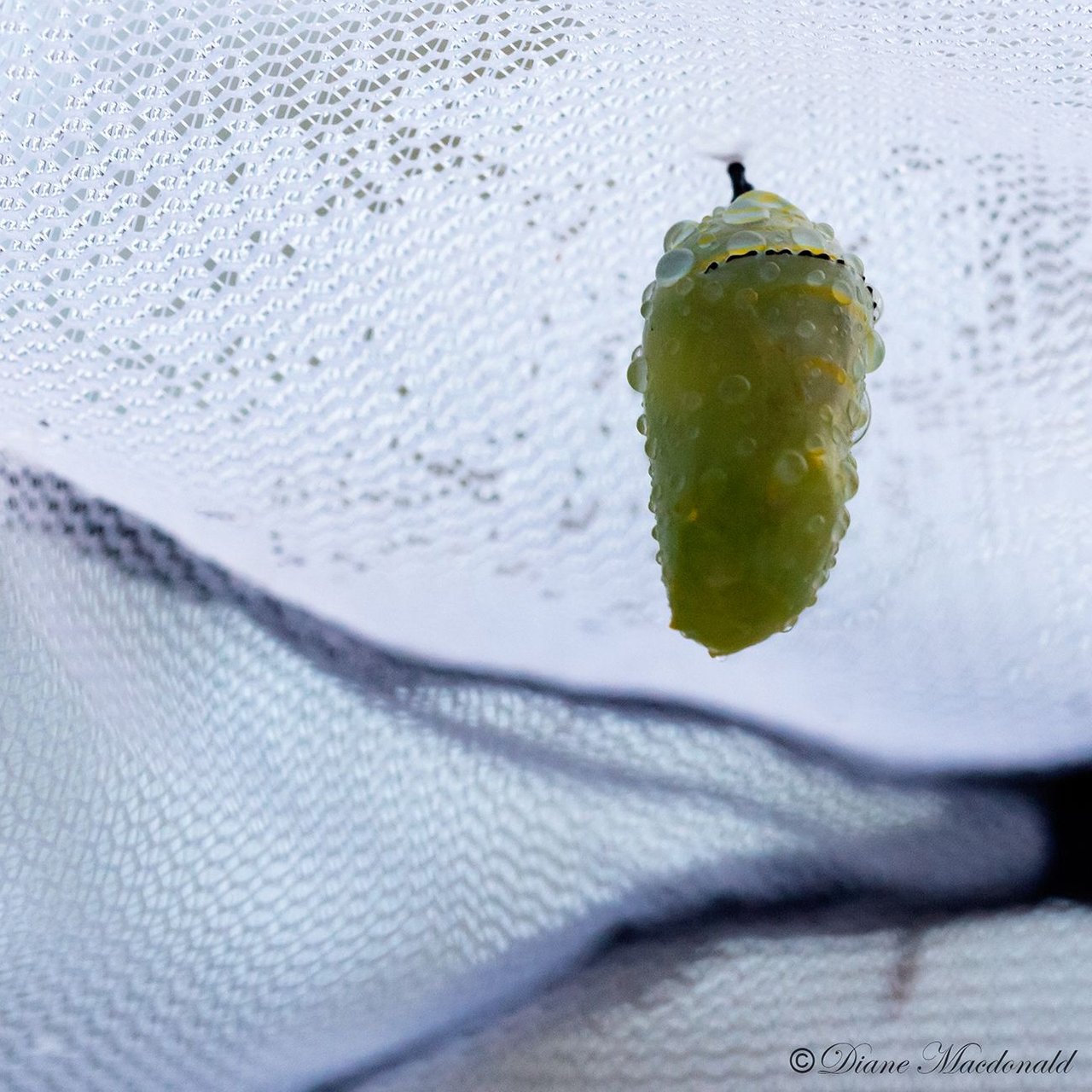 monarch chrysalis.jpg