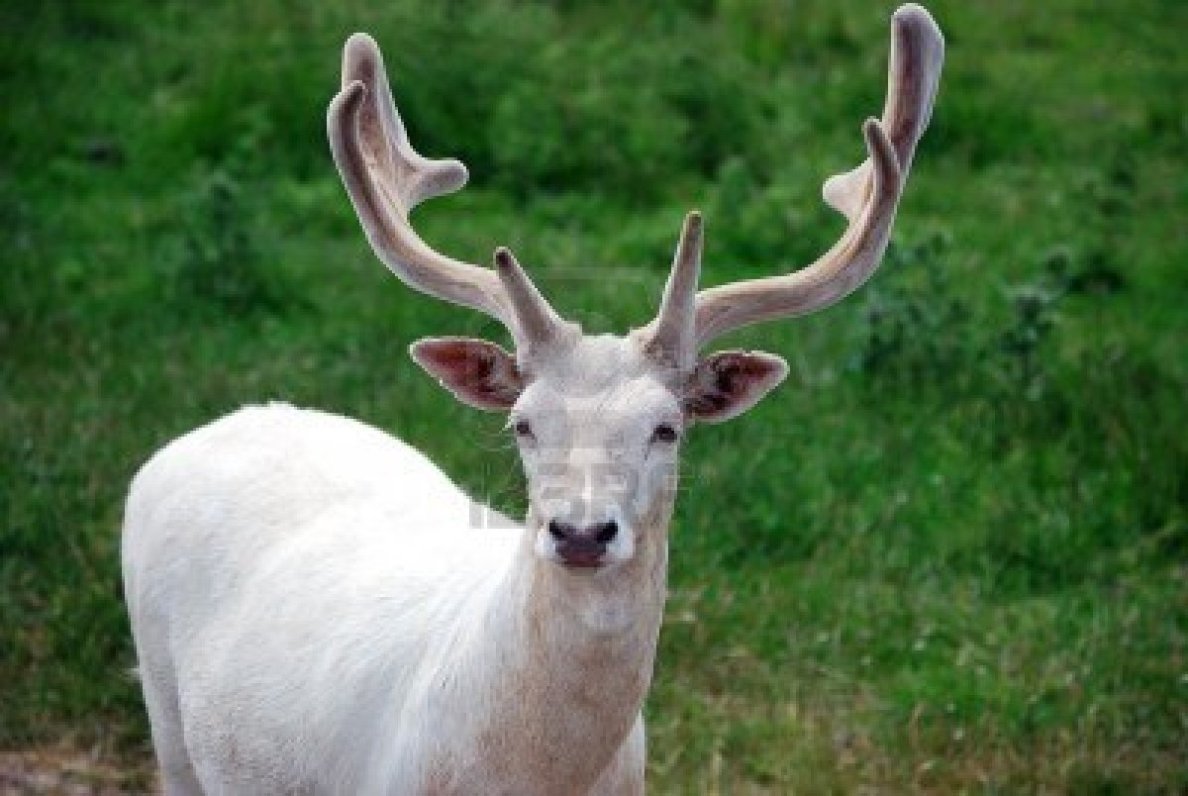 white-albino-deer.jpg