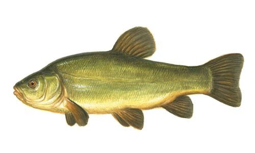 Lin łac.Tinca tinca
