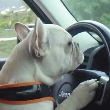 Top funny Gifs of the Day by @aaaahhhh Laugh for life :) — Steemit Top funny Gifs of the Day by @aaaahhhh Laugh for life :) — Steemit