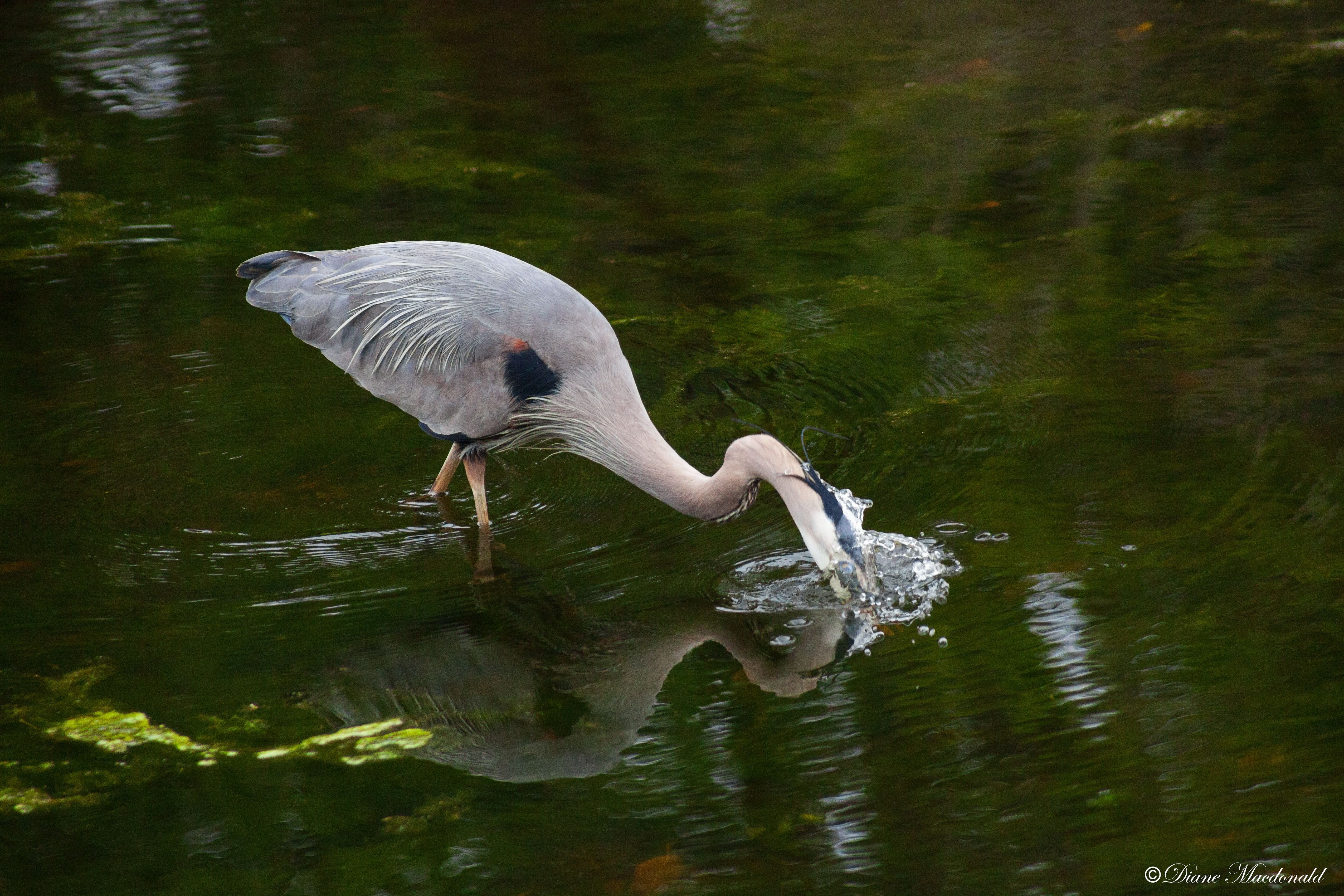 great blue heron-2.jpg