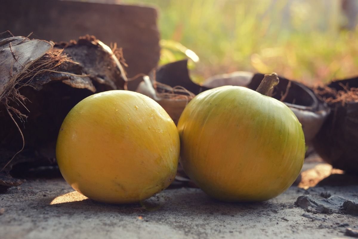 egg-fruit-smoothie.jpg