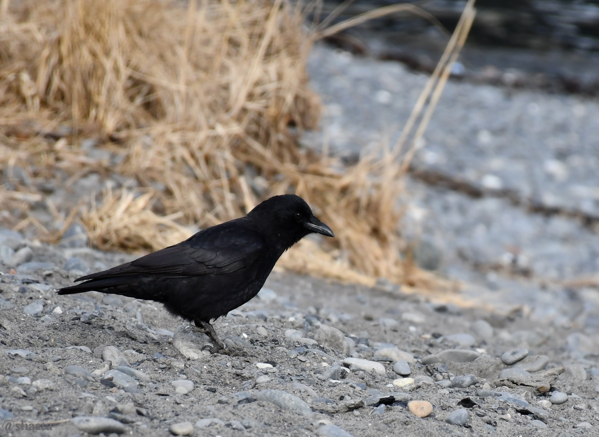 shasta2018march29th47crow7io.jpg