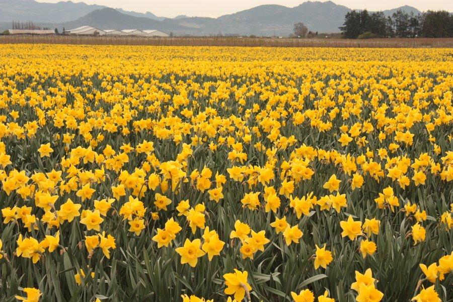 wednesday yellow daffodils.jpg