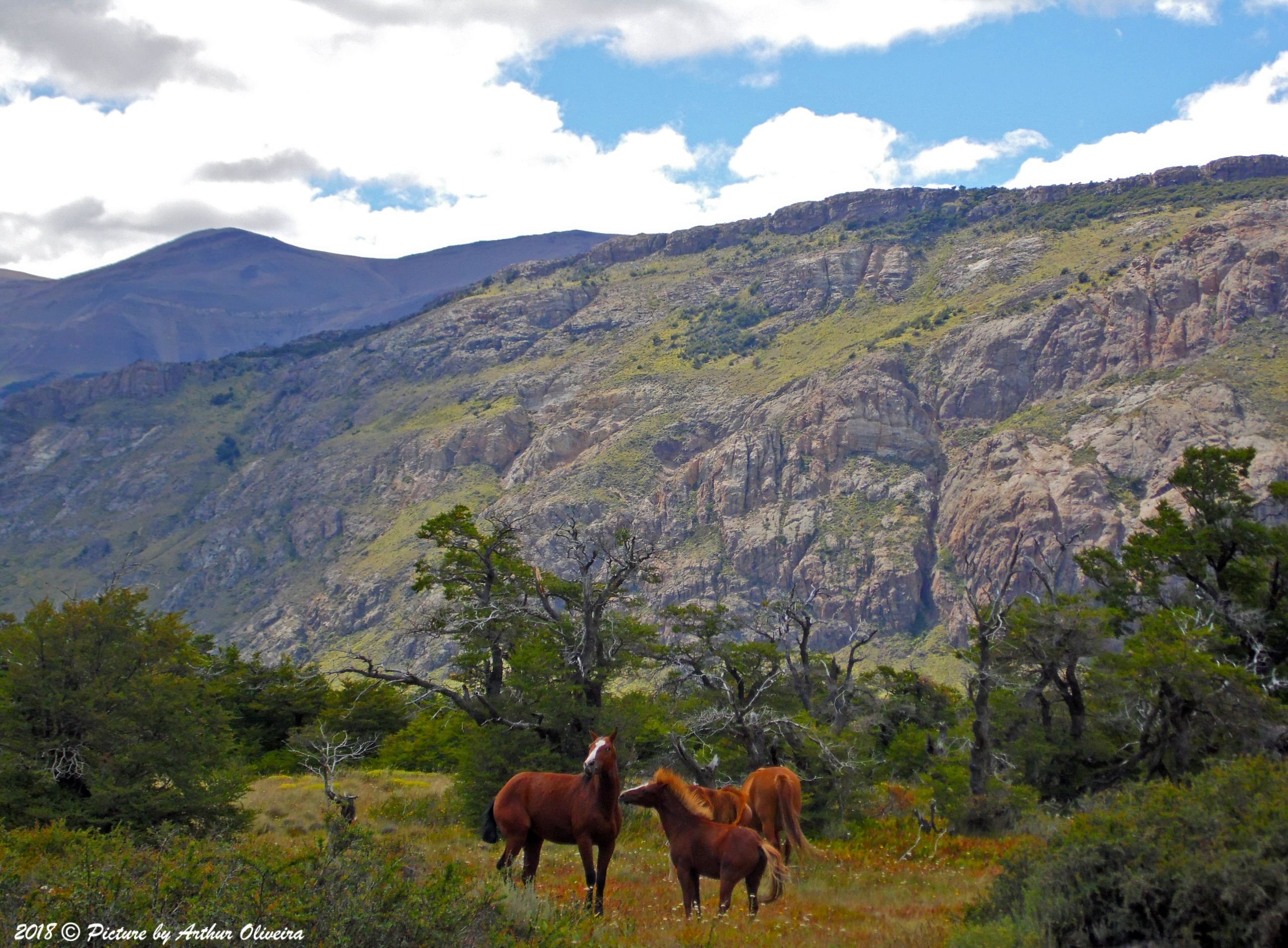 wild horses