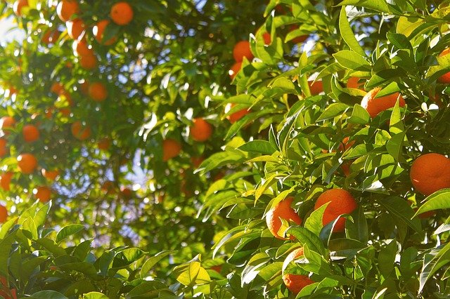 orange-tree-1149584_640.jpg