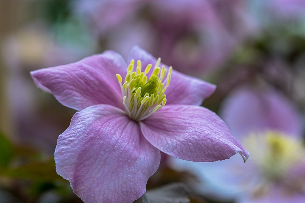 16-05-2018-macro-flowers-clematis-04891.jpg