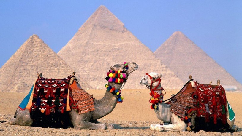 camels-oriental-tours-egypt-815x459.jpg