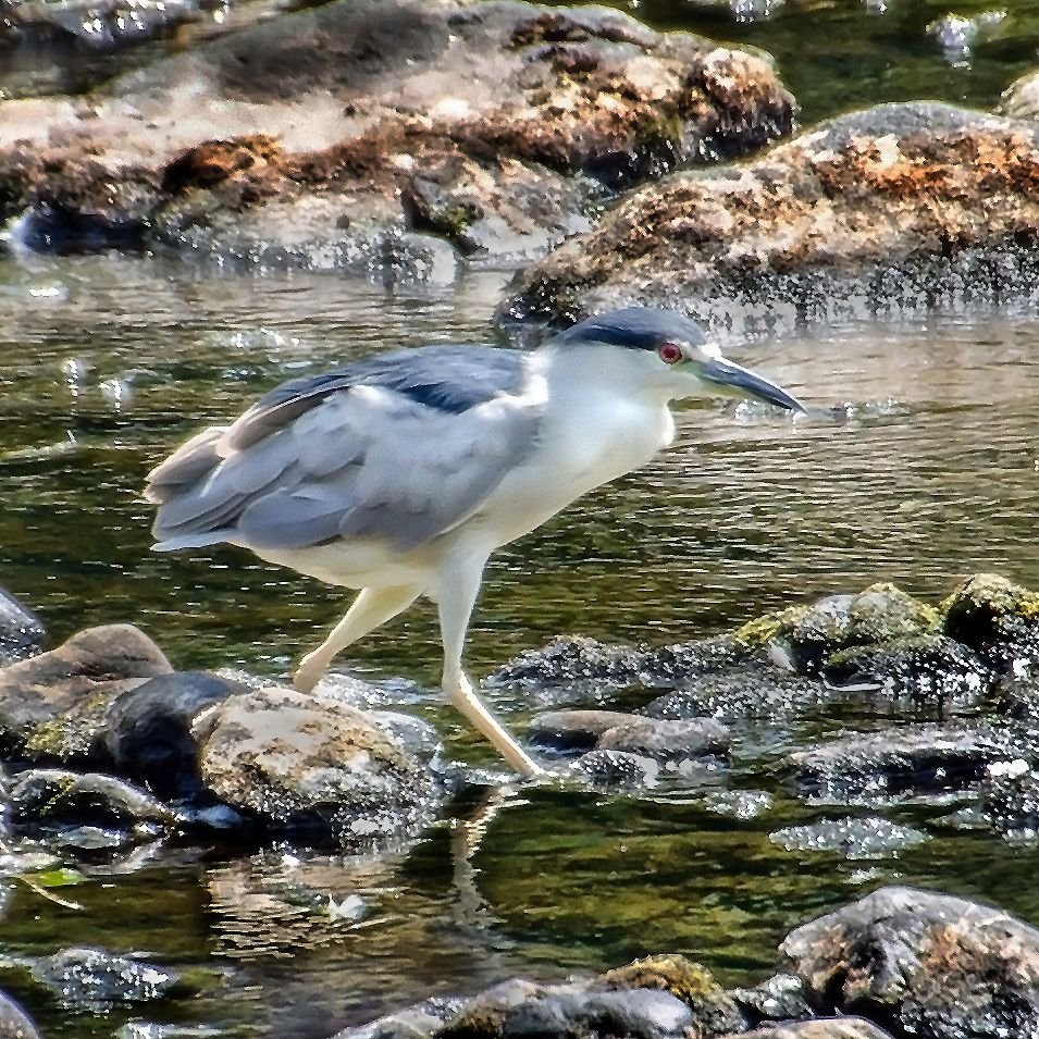 COAST BkCrwn Night Heron.jpg