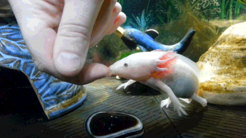 Learn About Animals Part 1 Axolotl Or Mexican Salamander Or A Mexican Walking Fish Steemit