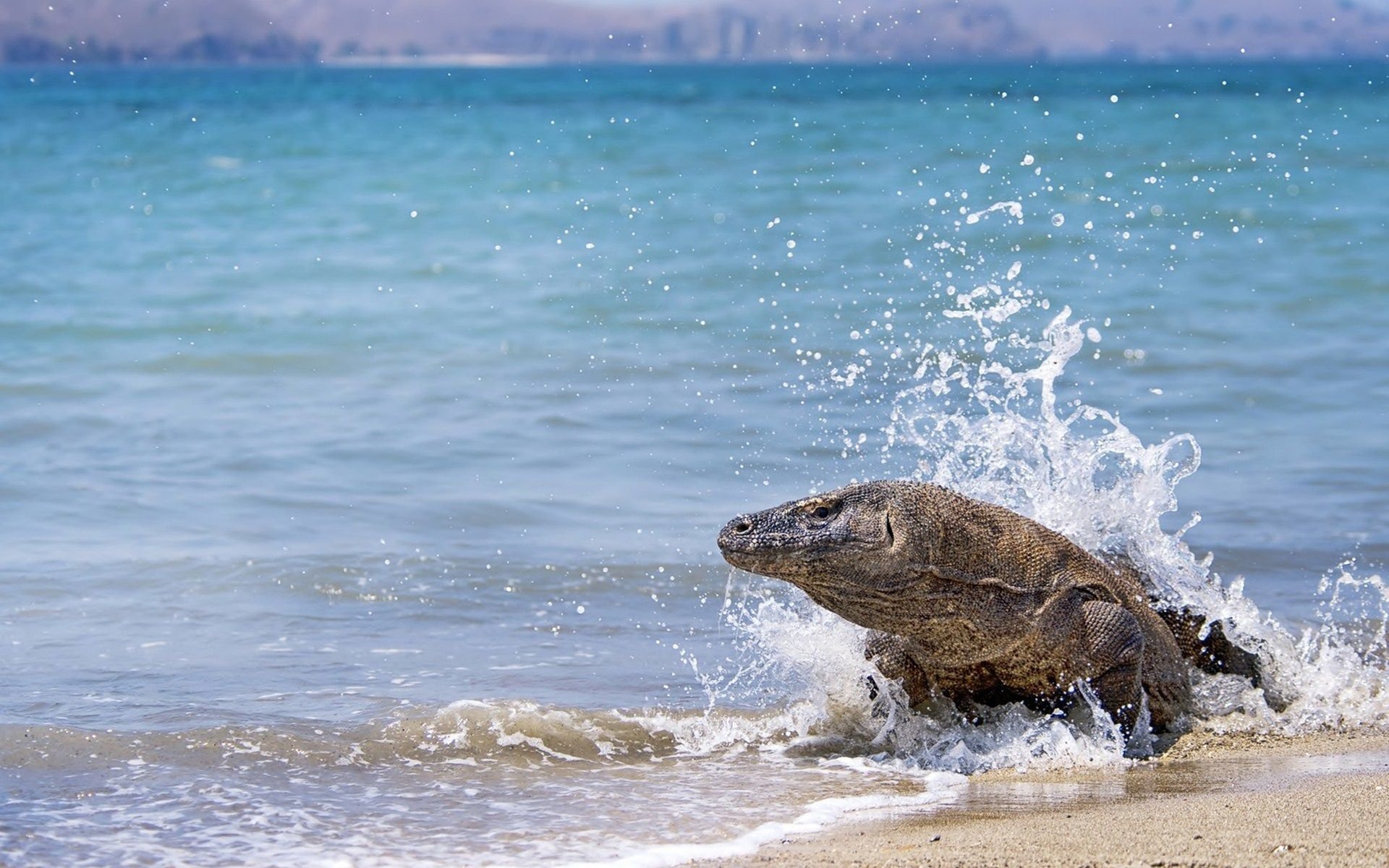 Komodo National Park The World Wonder In Indonesia