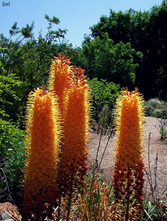 Denver Colorado flower color challenge wednesday yellow bxlphabet.jpg