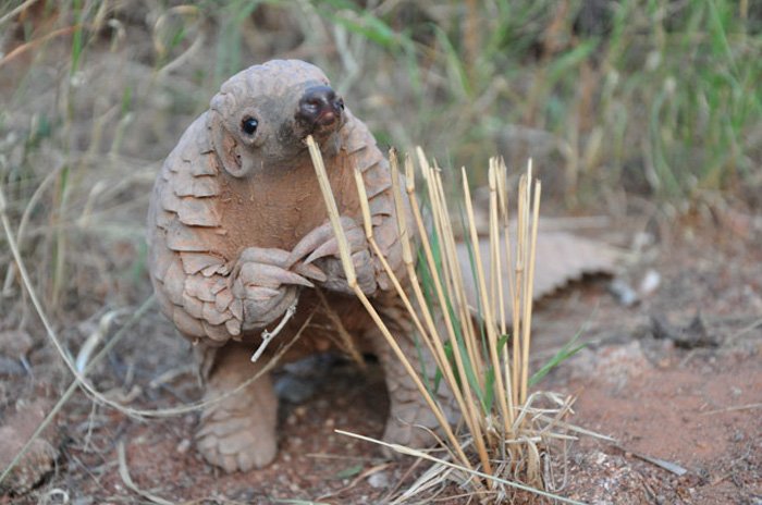 baby-pangolin-facts-1-580f447618528__700.jpg