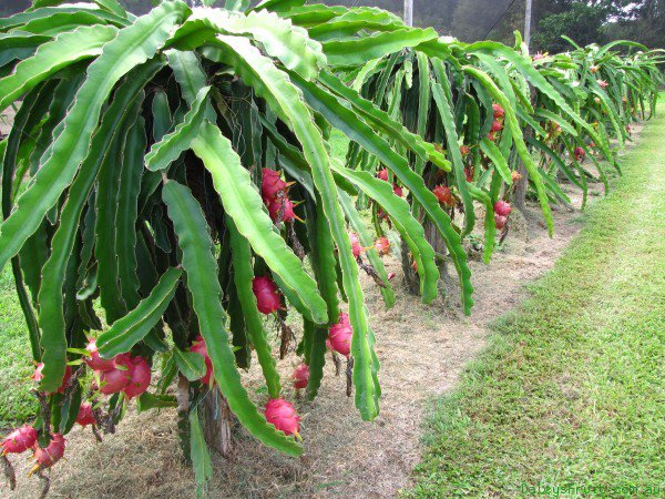 orchard_of_dragon_fruit.jpg