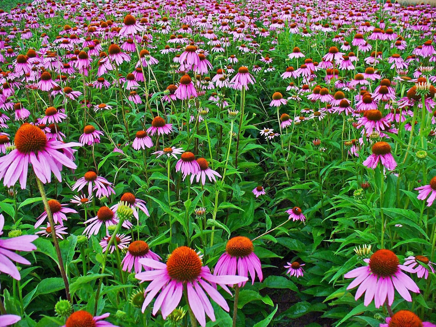 Echinacea.JPG