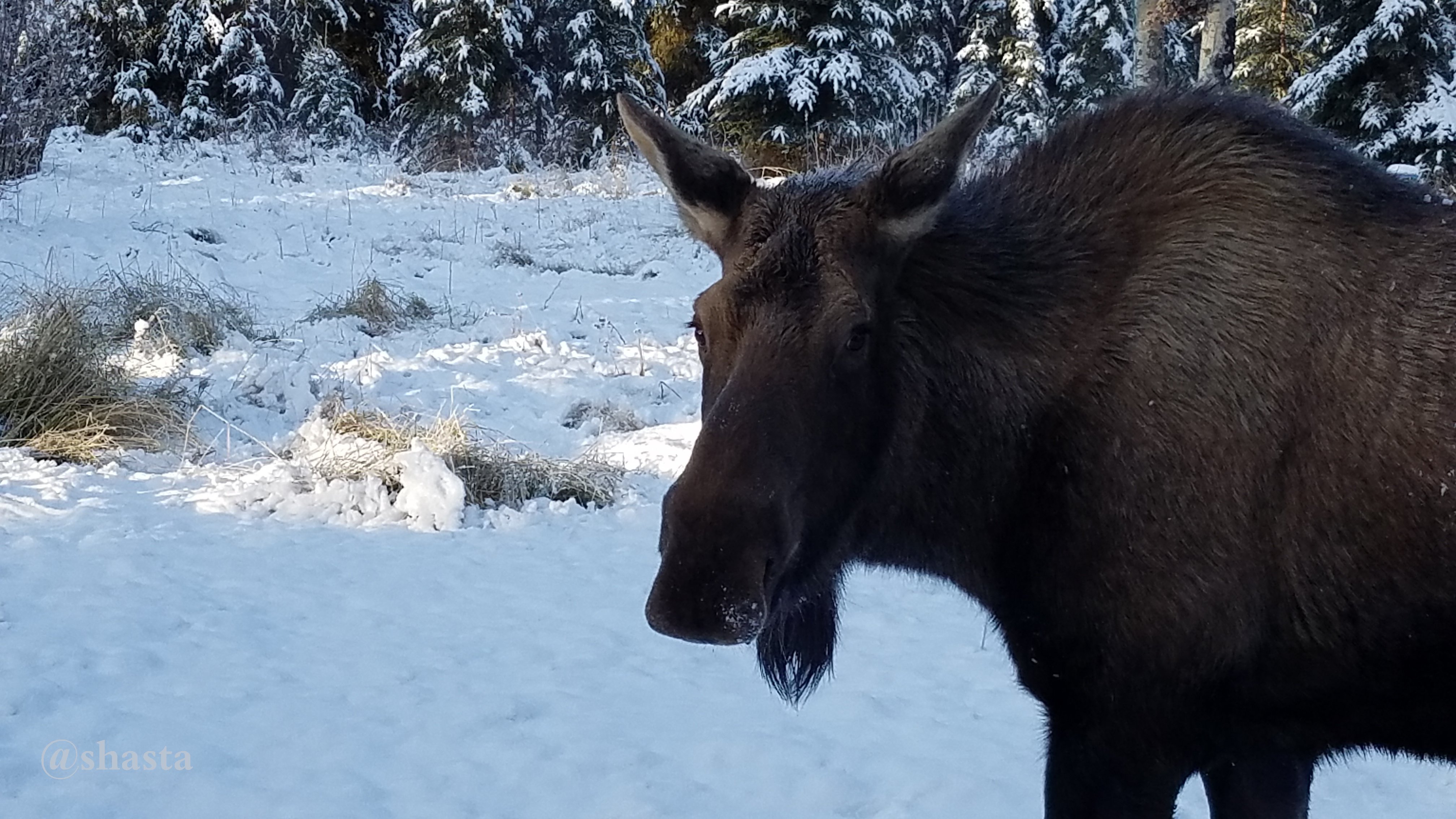 shasta2017nov6th2017moosemonday4i.jpg