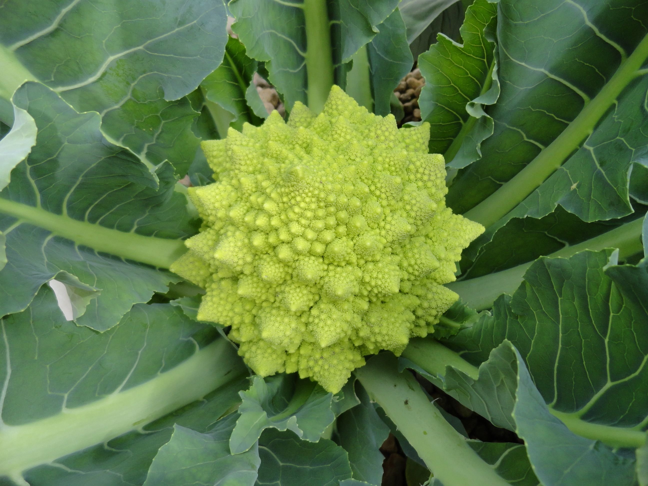 romanesco 3.jpg