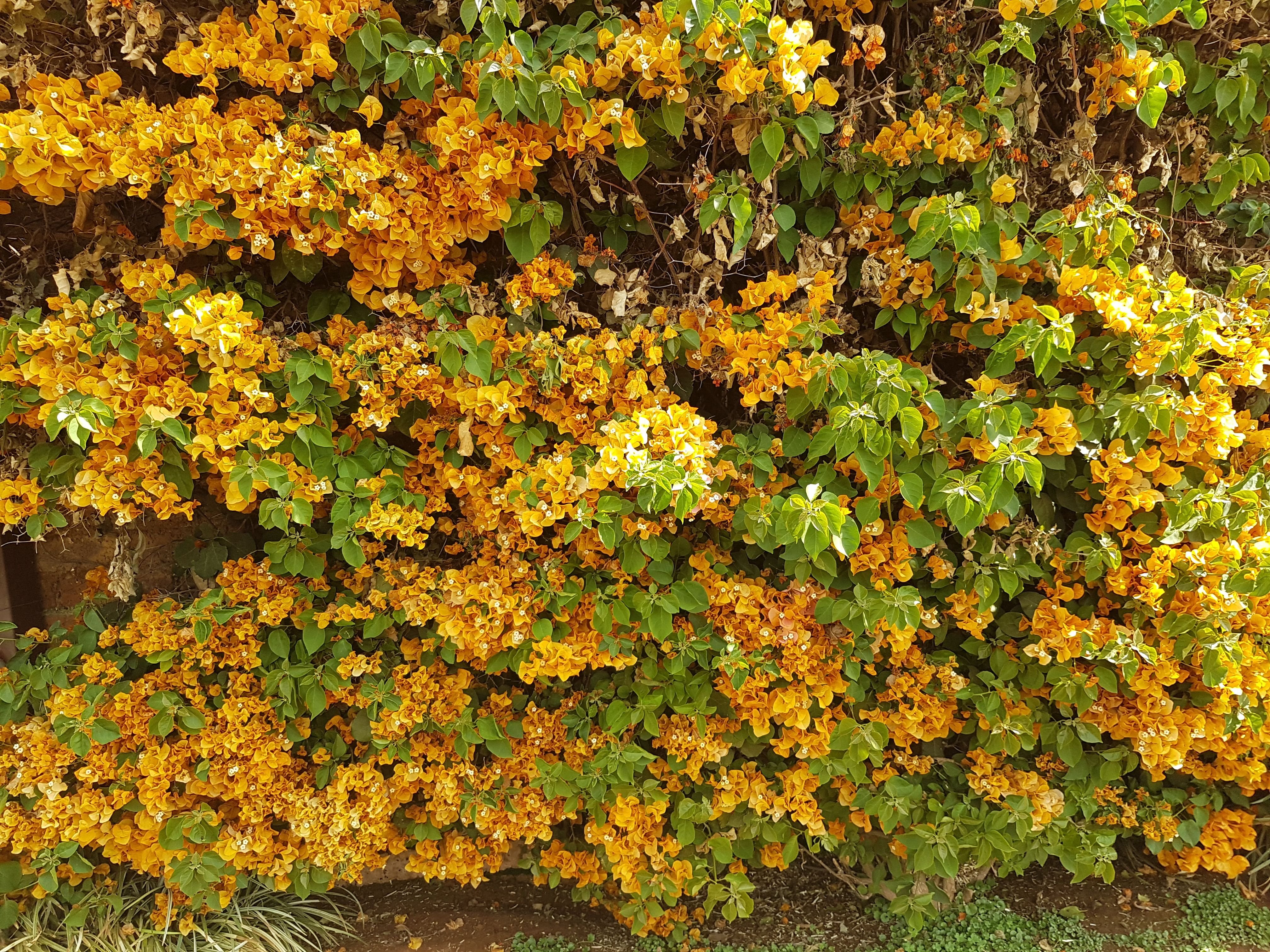 Bougainvillea Perfect For Fence Lines and Walls
