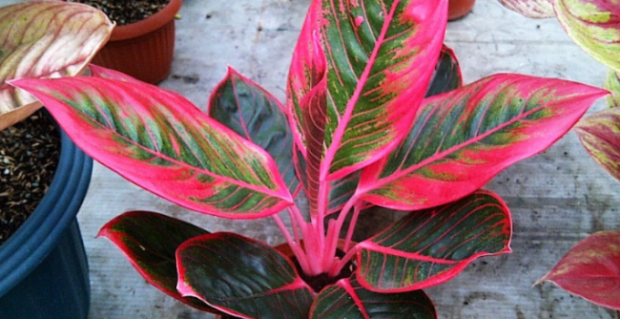 aglaonema ornamental plants leaves steemit aglaonema ornamental plants leaves steemit