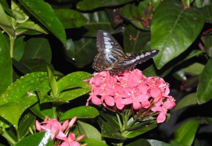 butterfly garden 3.JPG