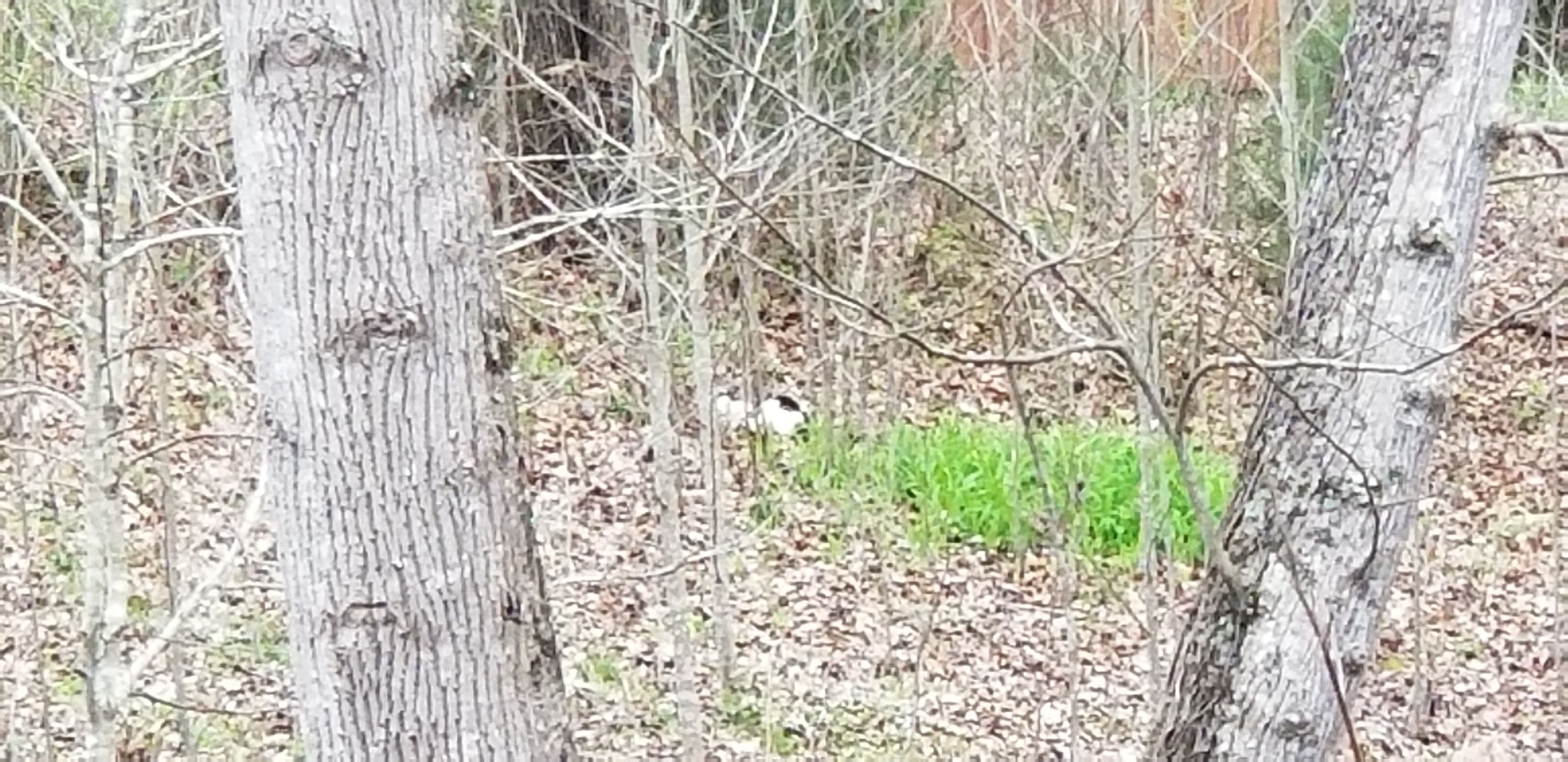 20180401_115259[1] - Black and White Kitty.jpg