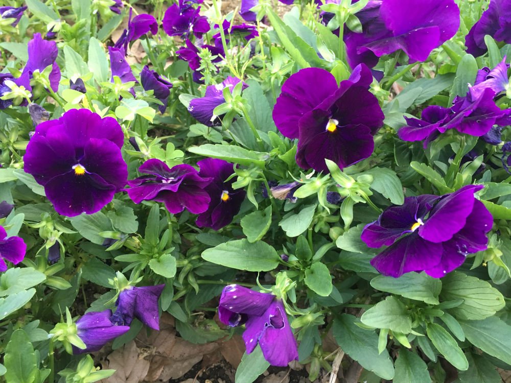 Color Challenge: Sunday Purple -- In the park