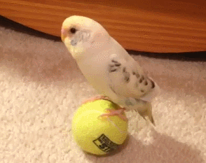 tumblr_n4kkzbXJ0Y1sjuzlno1_400.gif