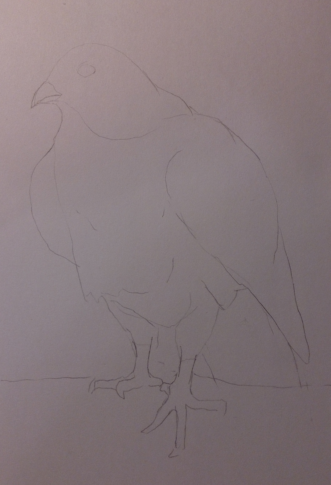 Sketching A Peregrine Falcon Step By Step Steempeak