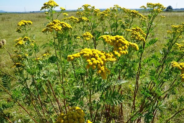 tansy_medicinal_plant_healthy_nature_heal_tee_drink_meadow crop -539043.jpg!d.jpg