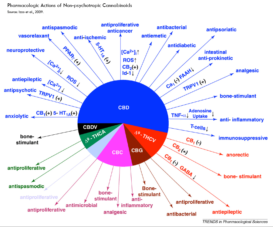 pharmacologic_actions_full_size.gif