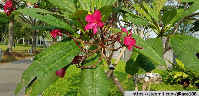 Frangipani 2