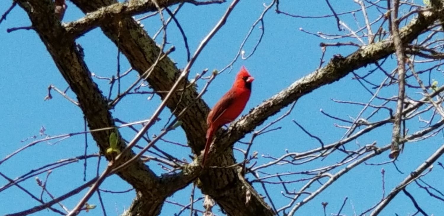 20180420_142213 - Male Cardinal.jpg