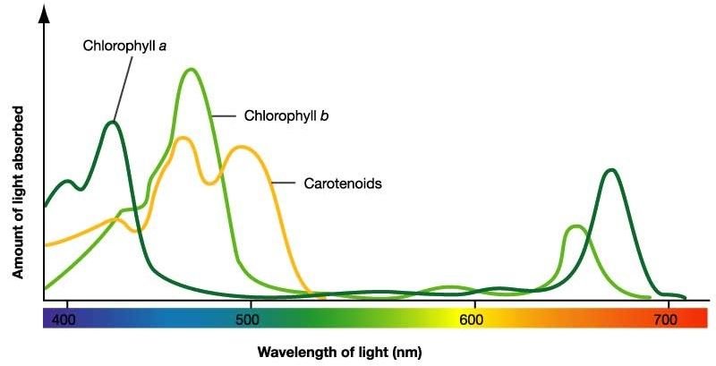 absorption-spectrum2.jpeg