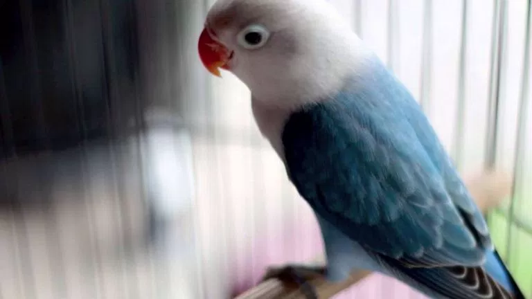 15 Jenis Warna Lovebird Termahal yang Paling Dicari Orang