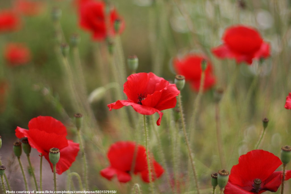 RedPoppies-001-090317.jpg