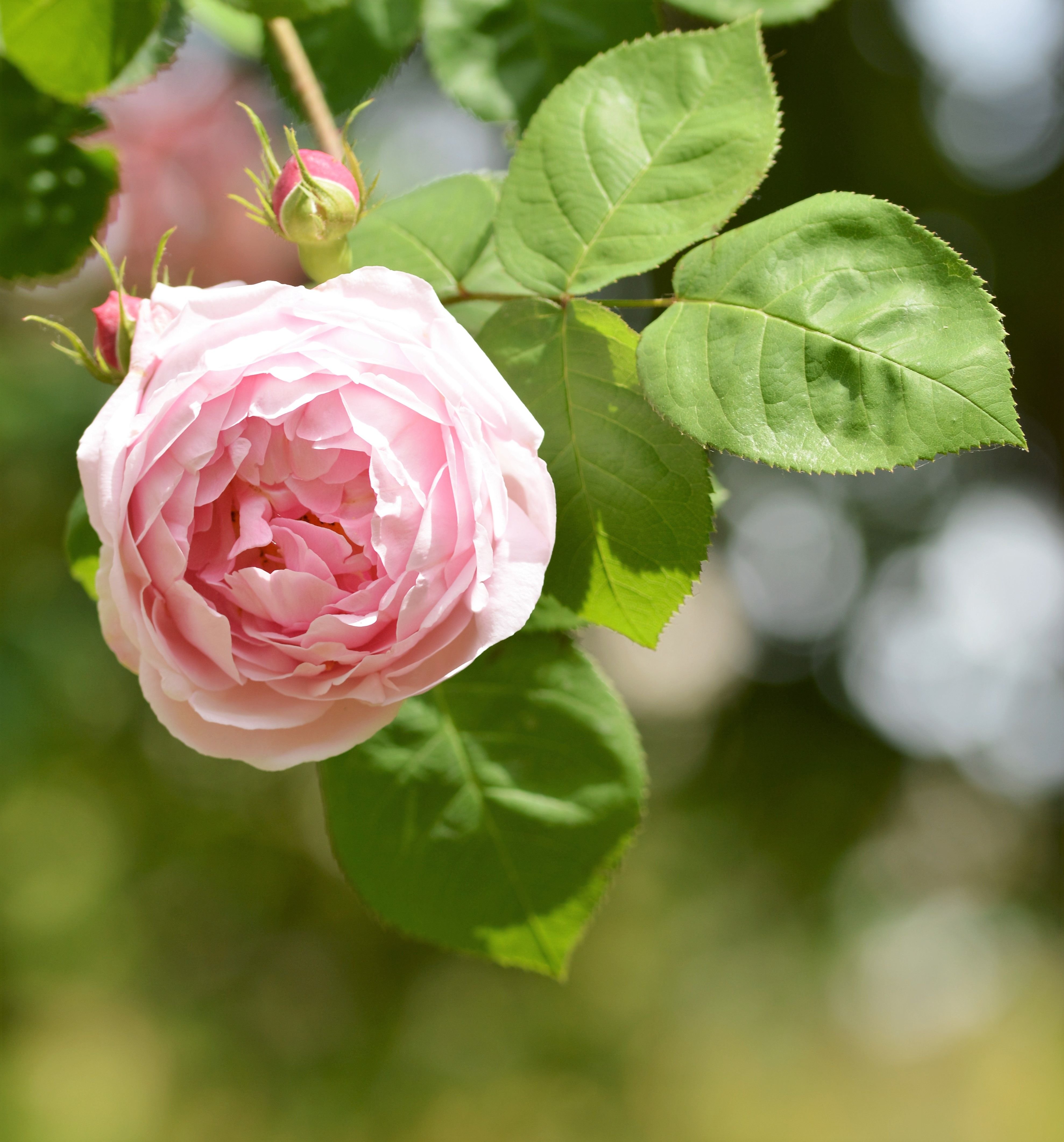 May is the month of roses. Here are my favorites. 10 Photos by sardrt