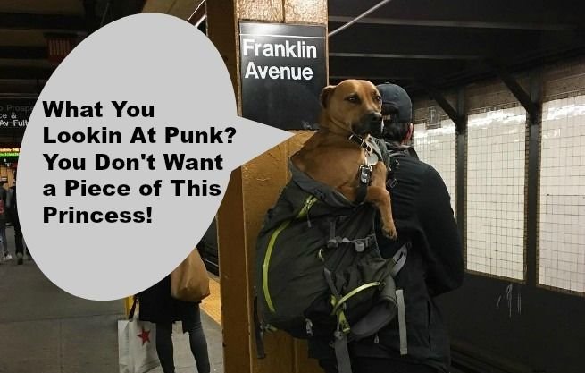 nyc-subway-dogs.jpg