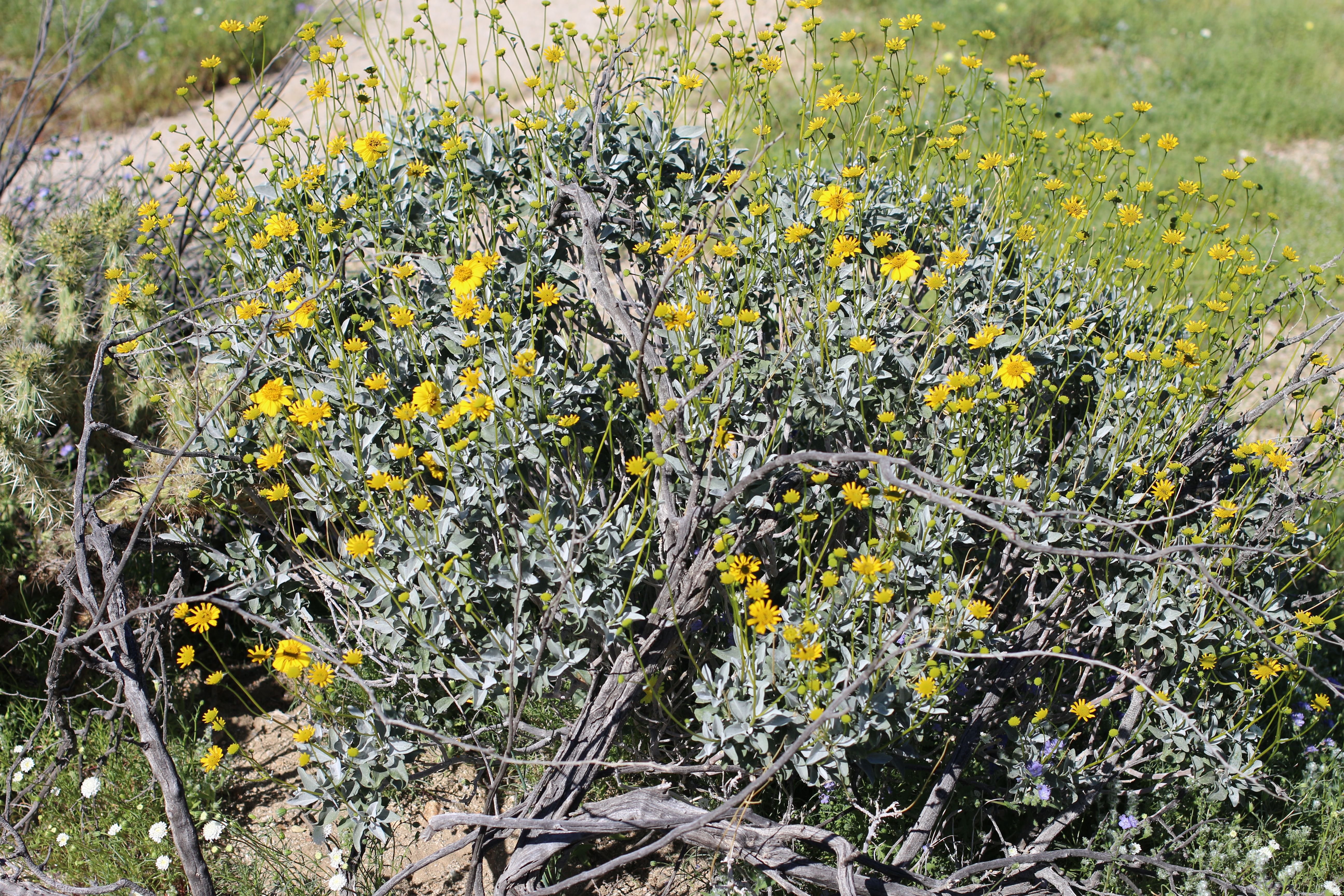 Brittle Bush