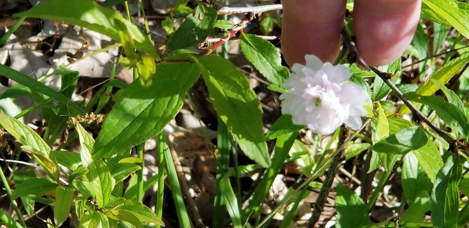 20180429_155045[1] Small possible azalea by studio.jpg