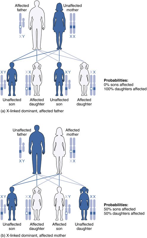 2927_X-linked_Dominant_Inheritance-new-.jpg