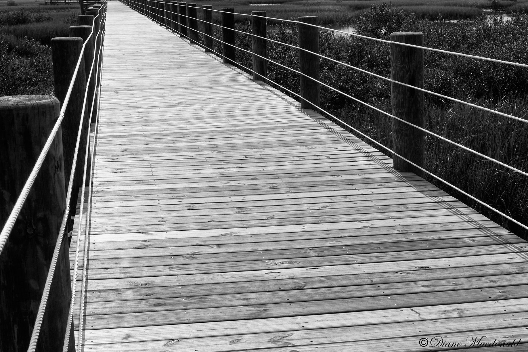 boardwalk over marsh.jpg